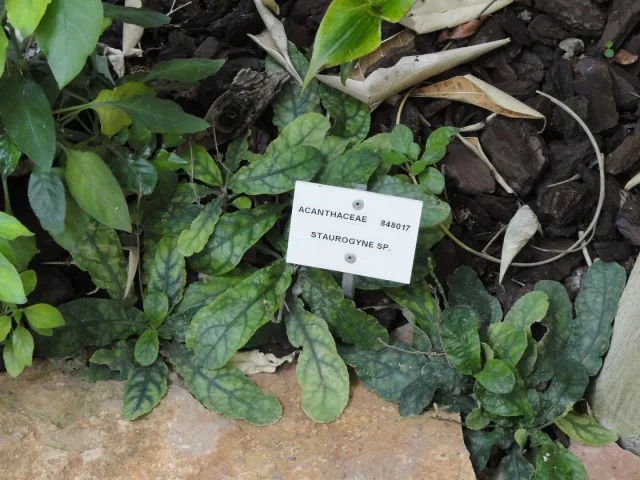 Staurogyne Repens