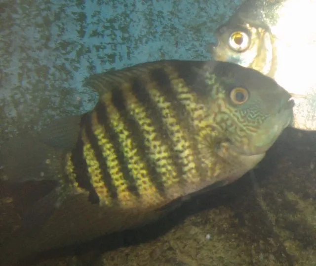 Severum