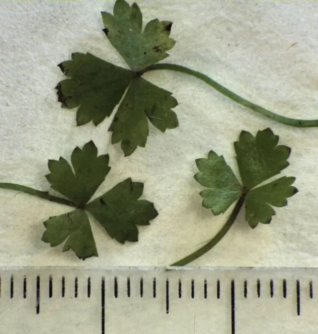 Hydrocotyle Tripartita