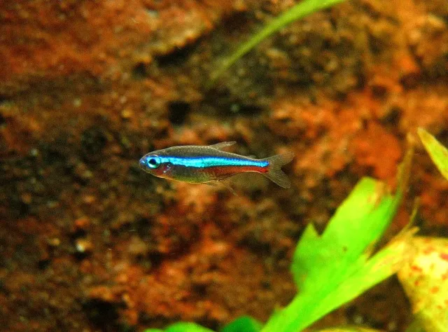 Yeşil Neon Tetra