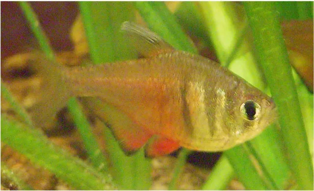 Alev Tetra