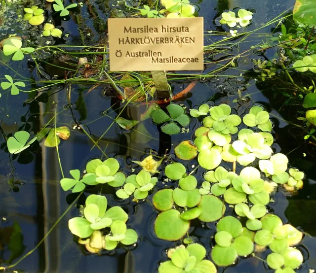 Su Yoncası