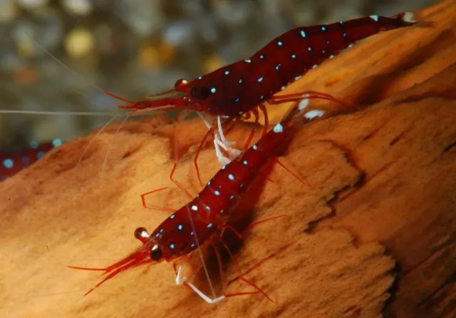 Kardinal Sulawesi Karidesi
