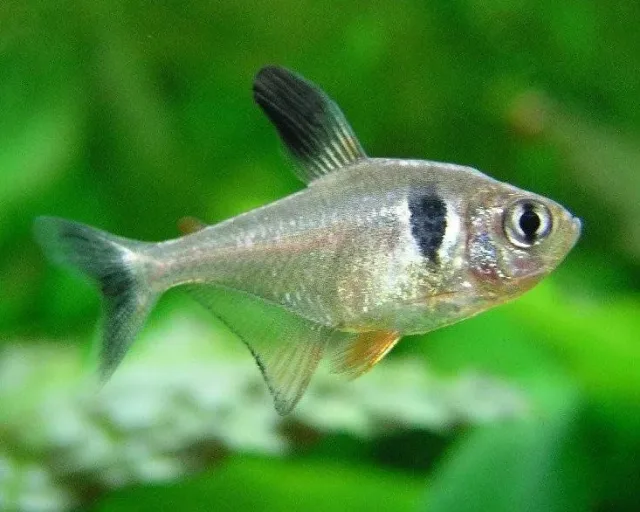 Siyah Hayalet Tetra