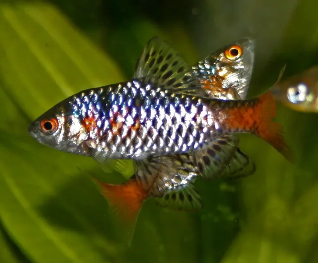 Odessa Barbus