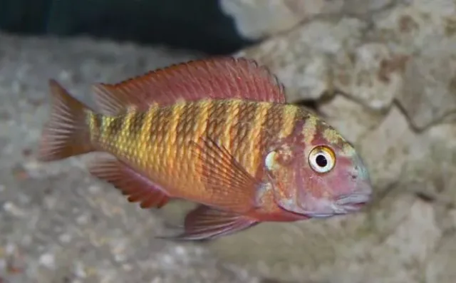 Tropheus