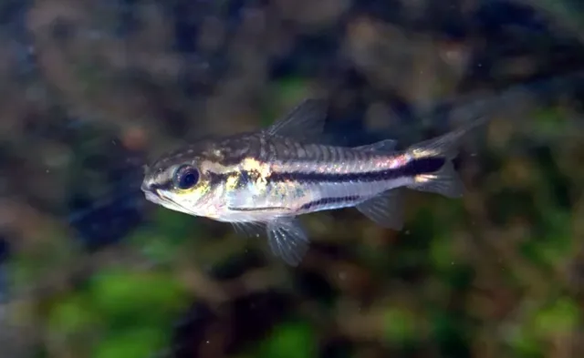 Pigme Çöpçü Balığı