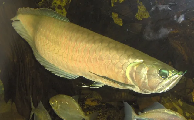 Gümüş Arowana