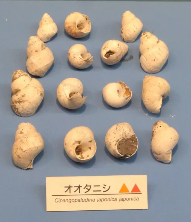 Japon Yokohama Salyangozu