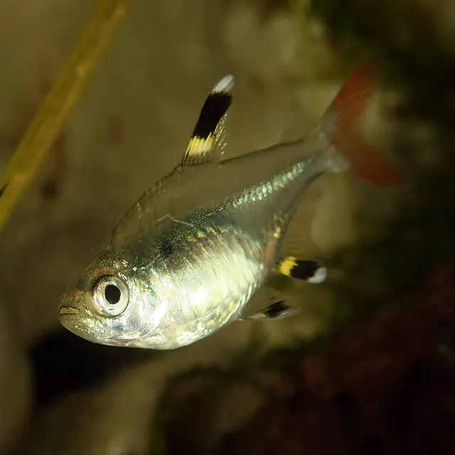 Röntgen Tetra