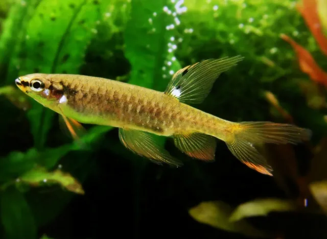 Sıçrayan Tetra