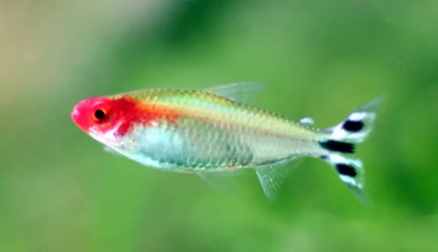 Kırmızı Burun Tetra