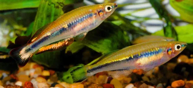 Madagaskar Gökkuşağı