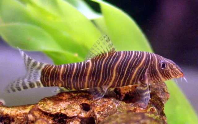 Zebra Botia