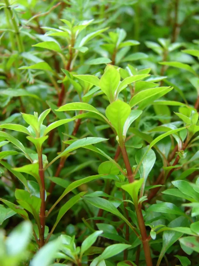 Kırmızı Ludwigia