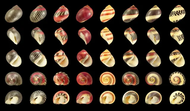 Zeytin Nerita
