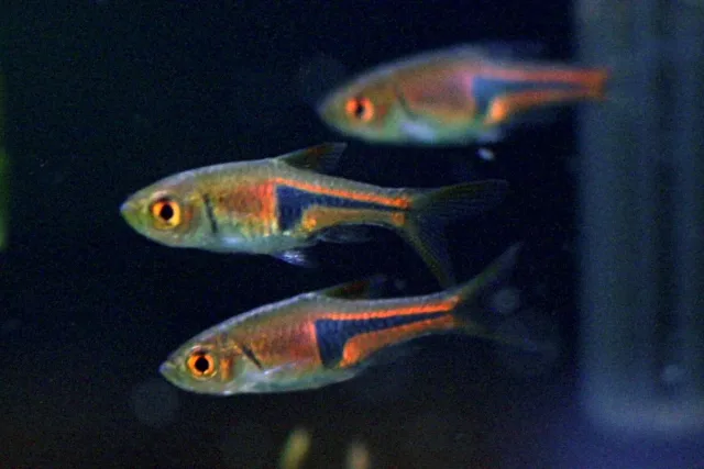 Espei Rasbora