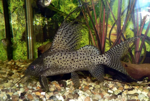 Tüy Yüzgeçli Kedi Balığı