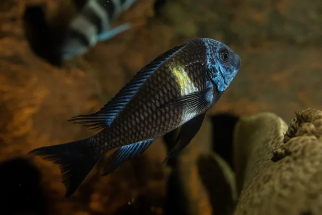 Duboisi Tropheus