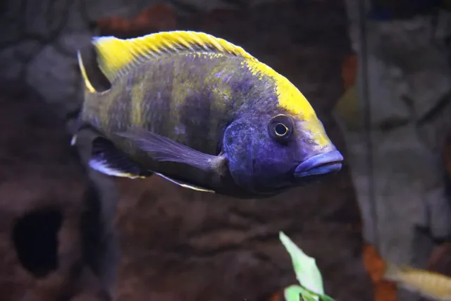 Venustus Ciklet