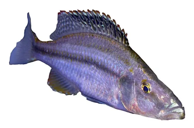Malawi Compressiceps