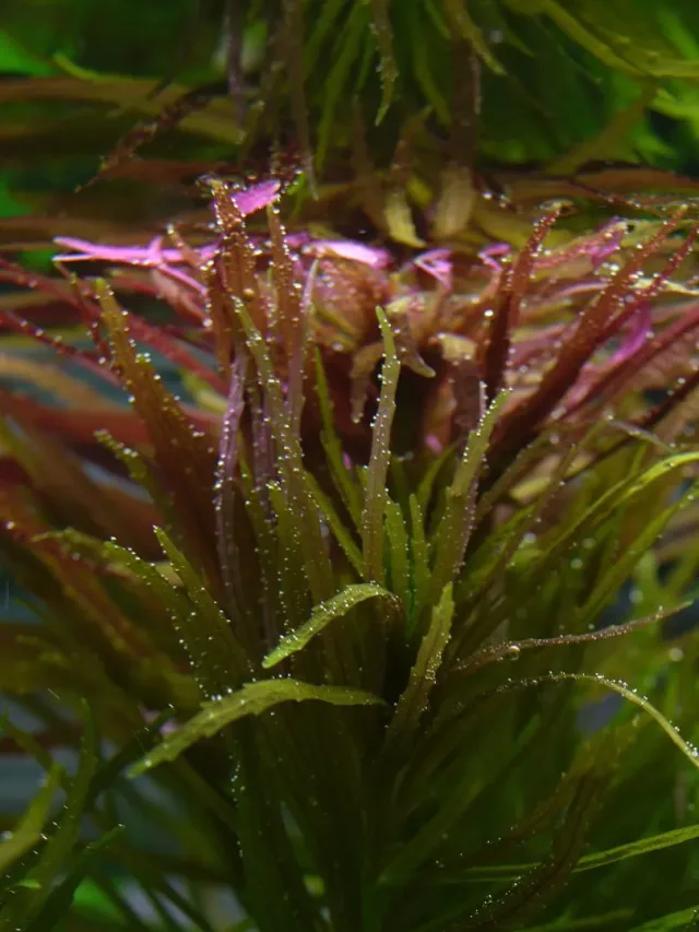 Limnophila Aromatica