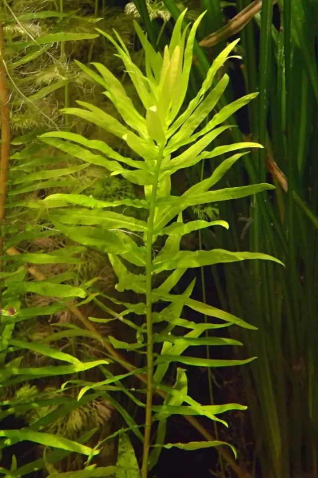 Ammania Gracilis