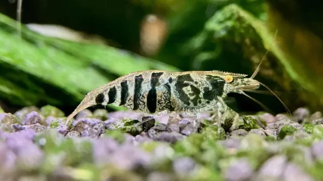 Babaulti Karides