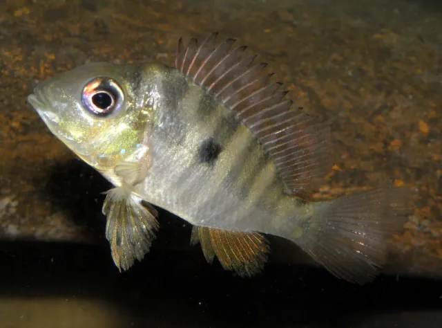 Balzani Ciklet