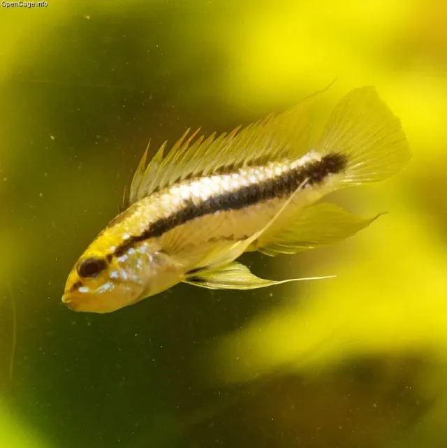 Trifasciata Cüce Ciklet