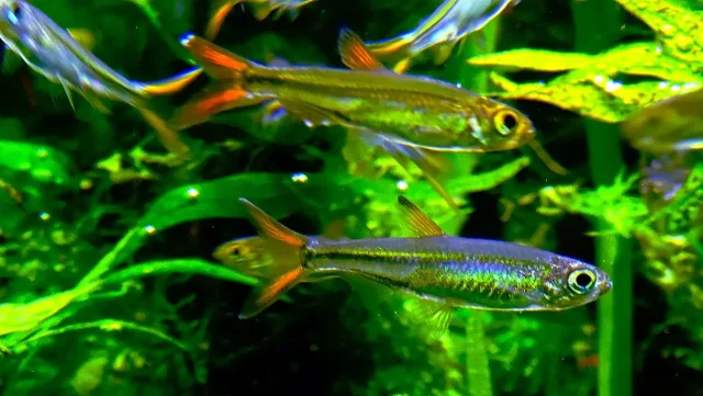 Jellybean Tetra