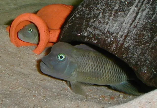 Bufferhead Ciklet