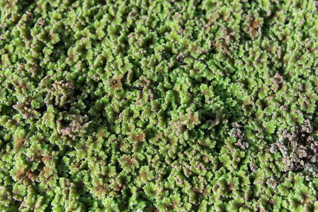 Su Eğreltisi