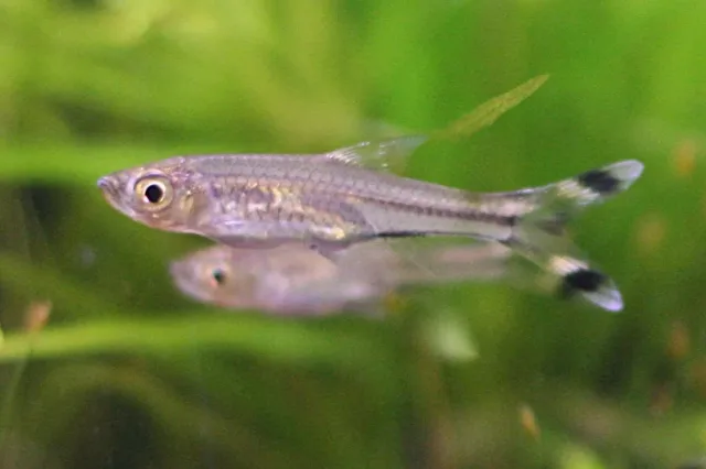Makas Kuyruk Rasbora