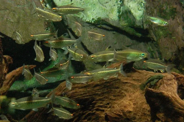 Nijerya Tetra