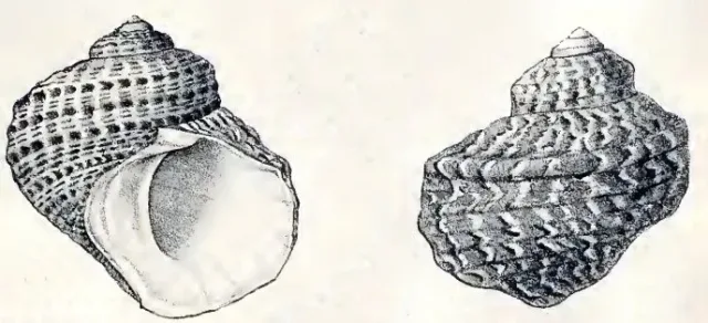 Meksika Turbo Salyangozu