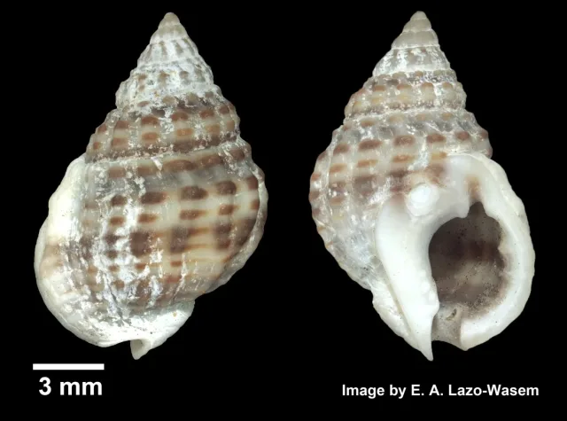 Vibex Kumcul Salyangozu