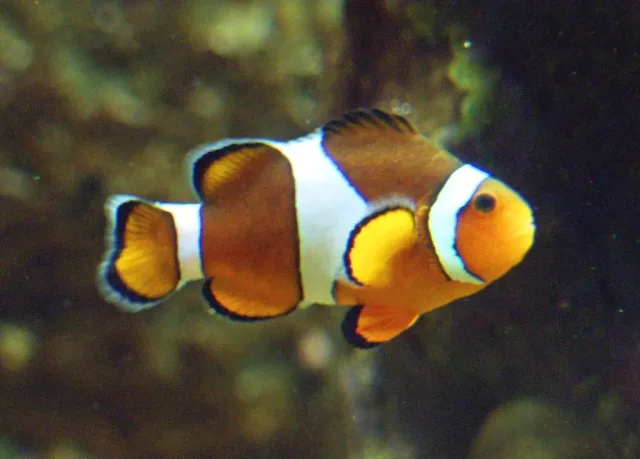 Ocellaris Palyaço Balığı