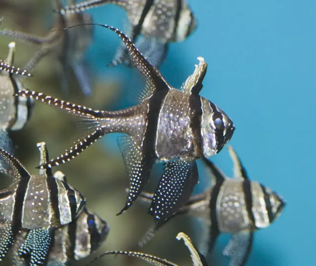 Banggai Kardinal Balığı
