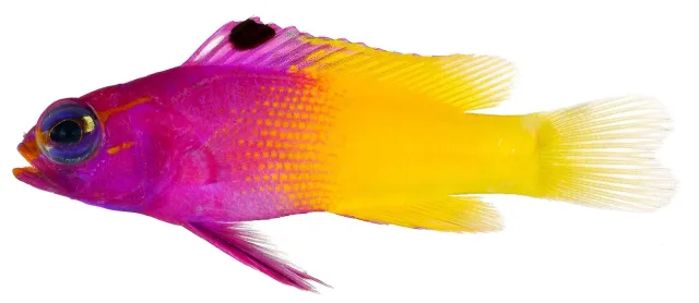 Kraliyet Gramması
