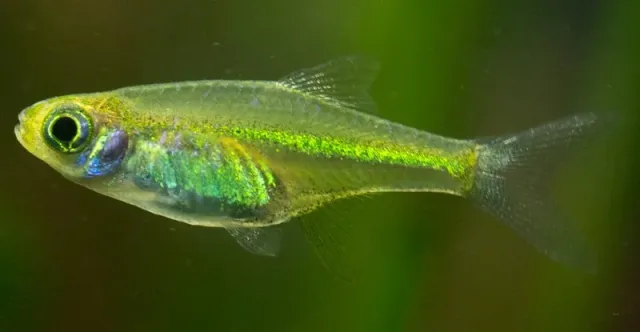 Kubotai Rasbora