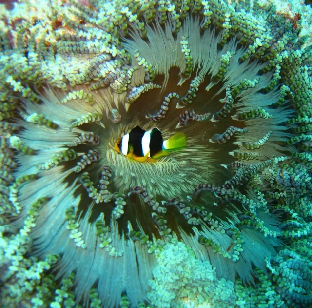 Clarkii Palyaço Balığı