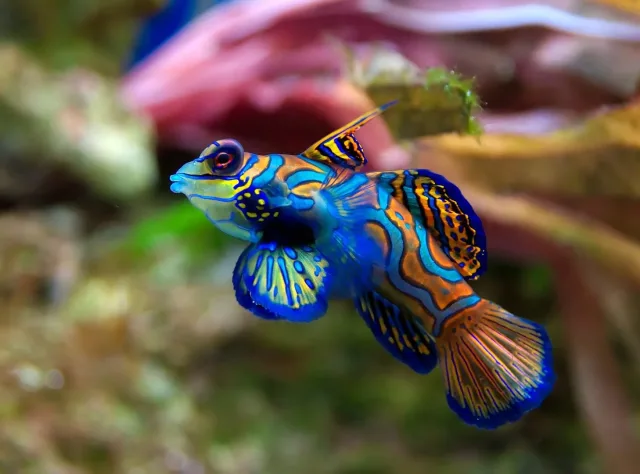 Mandarin Balığı