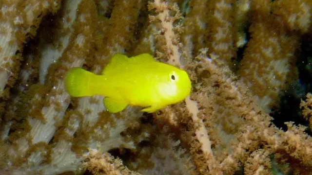 Sarı Mercan Gobisi