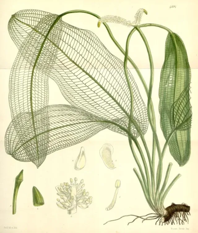 Madagaskar Dantel Bitkisi
