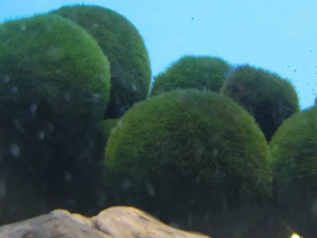 Marimo Yosun Topu